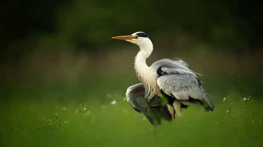 12 stage en affut flottant en dombes avec amar guillen photographe