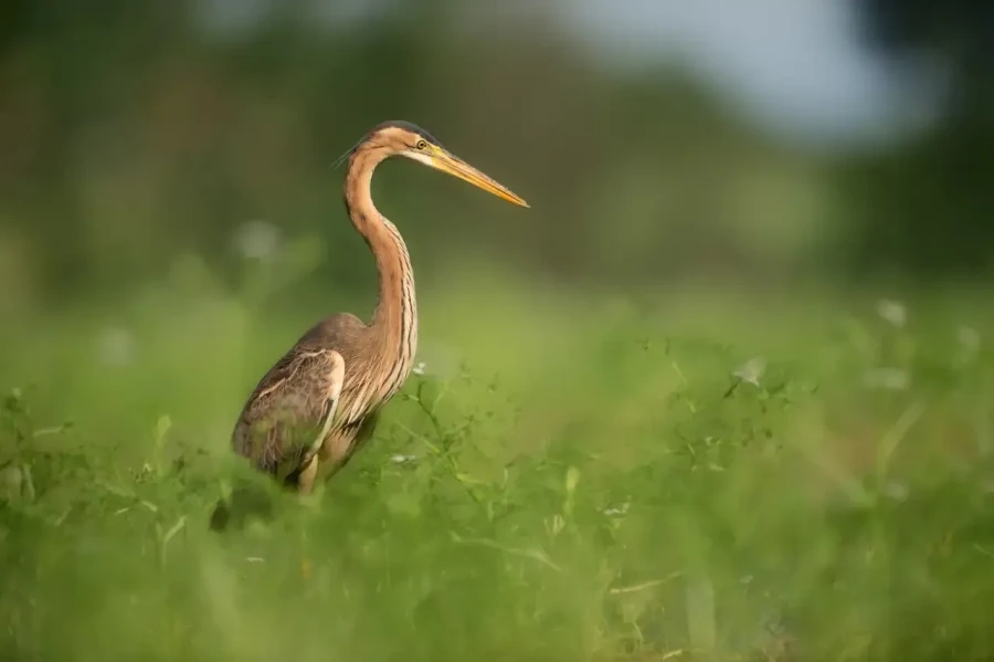 13 stage en affut flottant en dombes avec amar guillen photographe