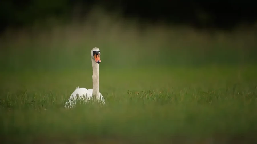 15 stage en affut flottant en dombes avec amar guillen photographe