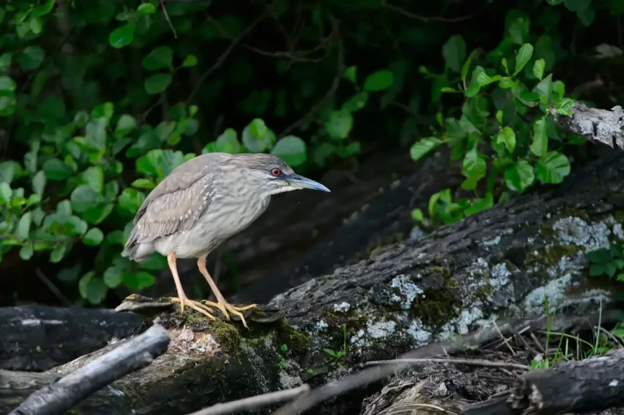 17 stage en affut flottant en dombes avec amar guillen photographe