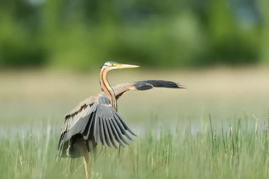 19 stage en affut flottant en dombes avec amar guillen photographe