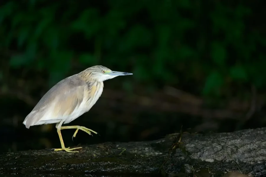 20 stage en affut flottant en dombes avec amar guillen photographe