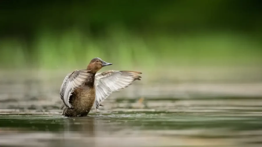 22 stage en affut flottant en dombes avec amar guillen photographe