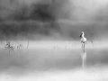 001 wetland birds in black and white