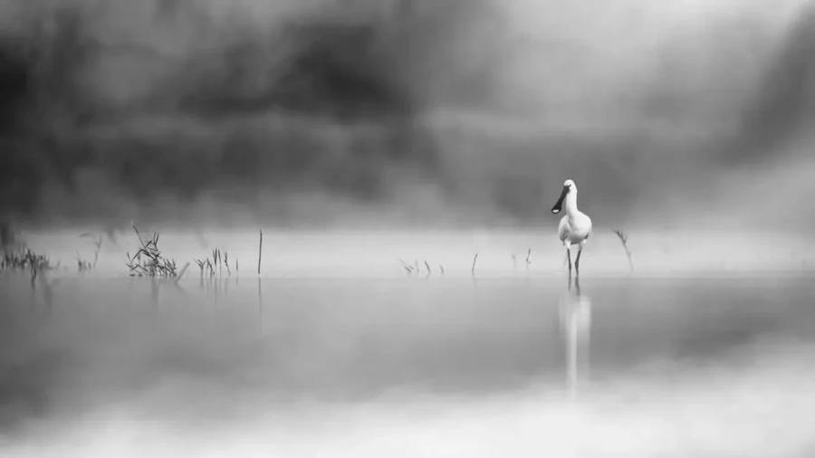 001 wetland birds in black and white