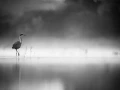 002 wetland birds in black and white