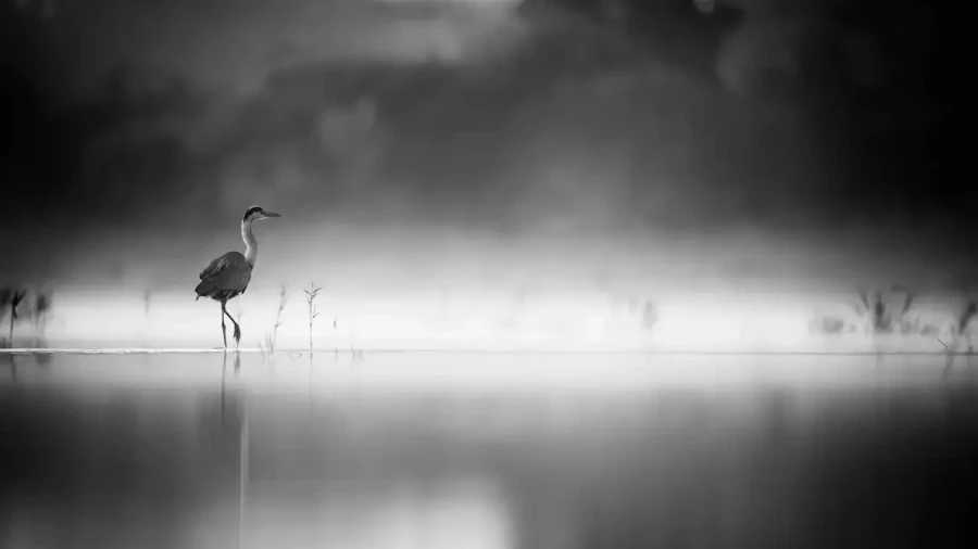 002 wetland birds in black and white