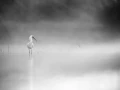 003 wetland birds in black and white