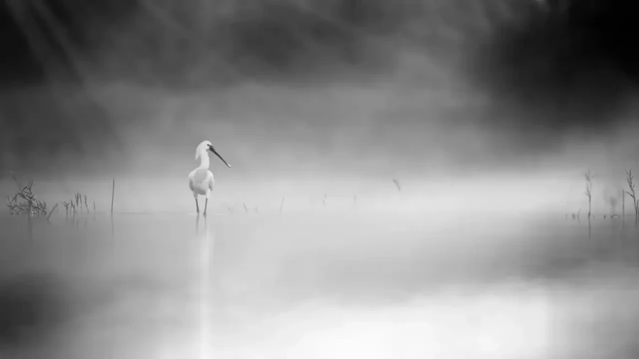 003 wetland birds in black and white