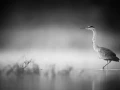 004 wetland birds in black and white