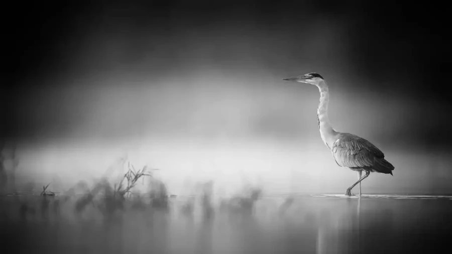 004 wetland birds in black and white