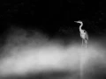 005 wetland birds in black and white