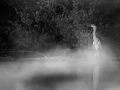 006 wetland birds in black and white