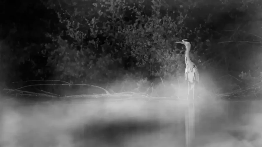 006 wetland birds in black and white