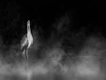007 wetland birds in black and white