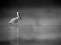 008 wetland birds in black and white