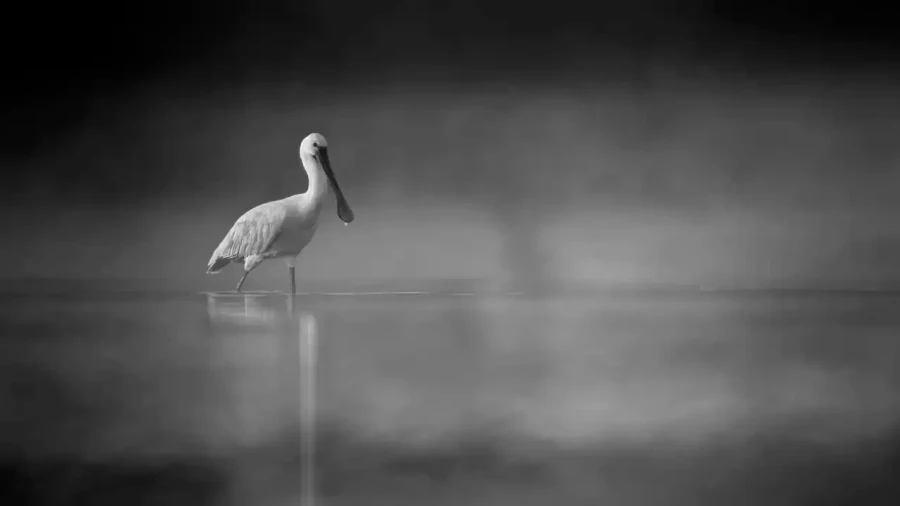 008 wetland birds in black and white