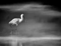 009 wetland birds in black and white