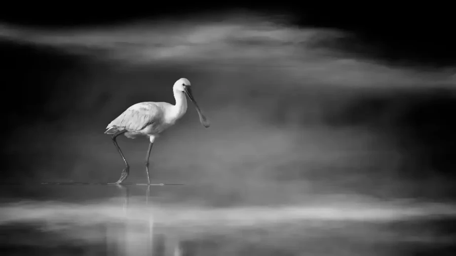 009 wetland birds in black and white