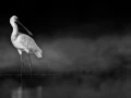 010 wetland birds in black and white