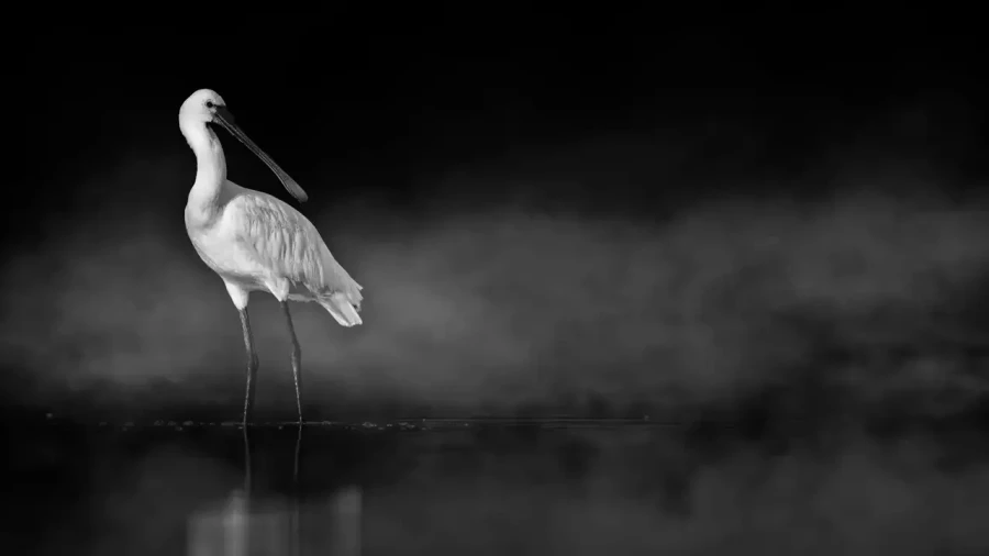 010 wetland birds in black and white