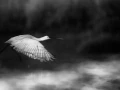011 wetland birds in black and white