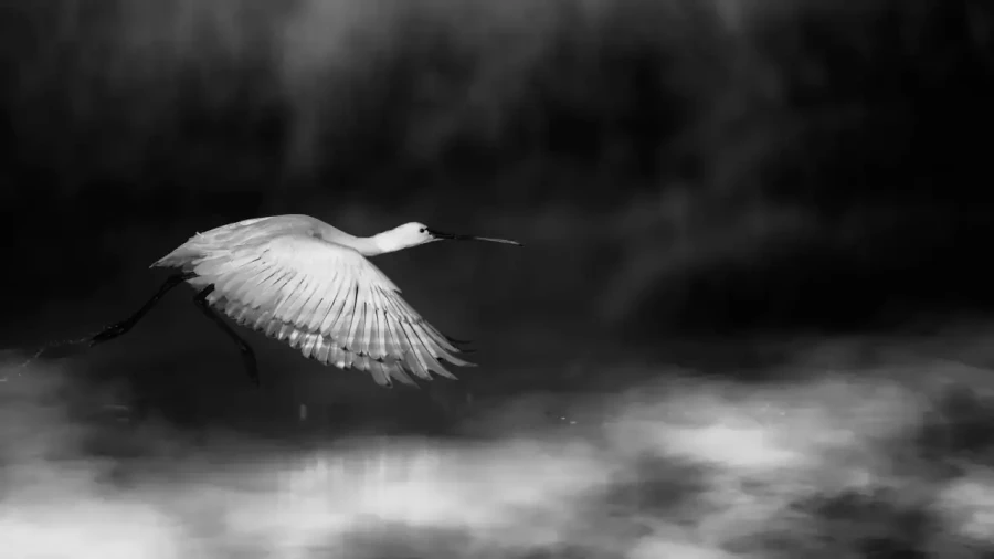 011 wetland birds in black and white