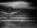 012 wetland birds in black and white