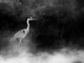 013 wetland birds in black and white
