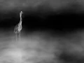 014 wetland birds in black and white