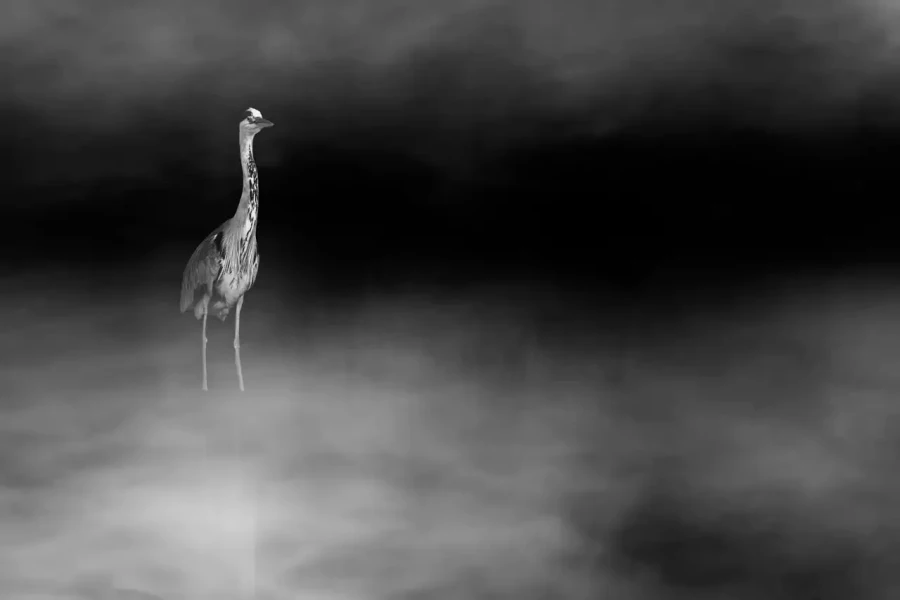 014 wetland birds in black and white