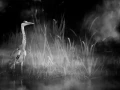 015 wetland birds in black and white