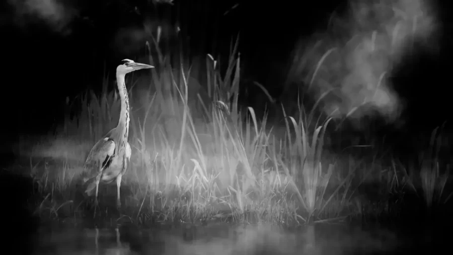 015 wetland birds in black and white