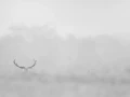 001 deer in the mist
