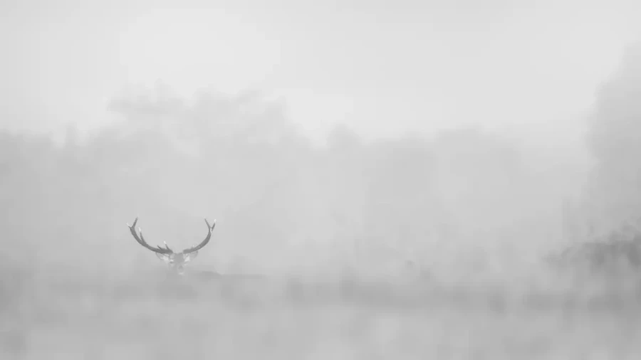 001 deer in the mist