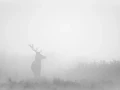 003 deer in the mist
