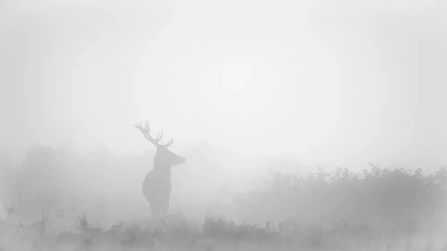 003 deer in the mist