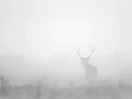 004 deer in the mist