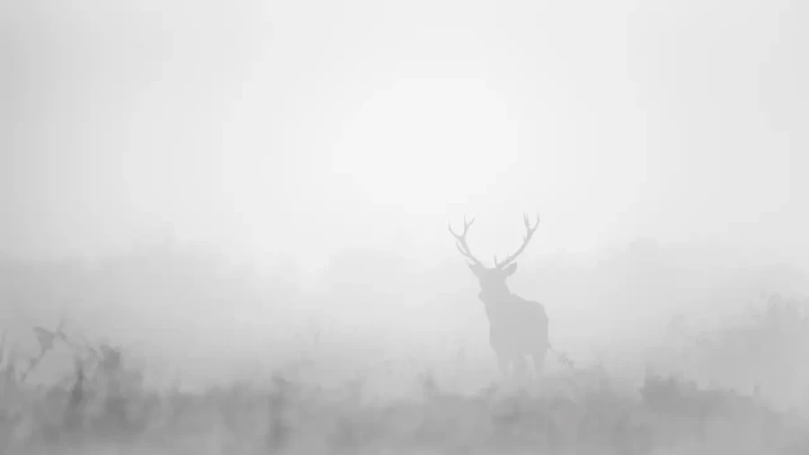 004 deer in the mist