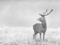 005 deer in the mist