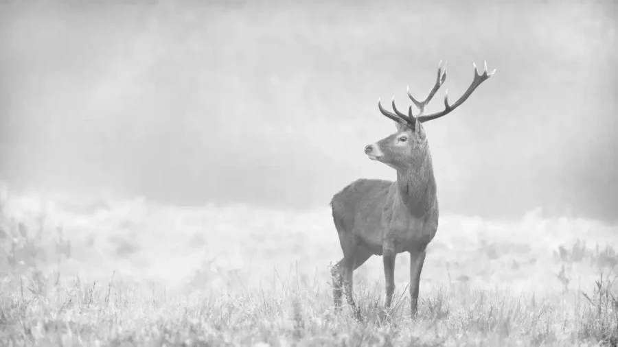 005 deer in the mist