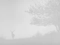 006 deer in the mist