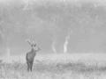 007 deer in the mist