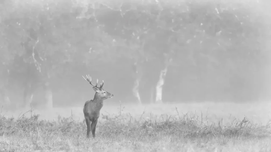 007 deer in the mist