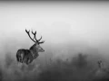008 deer in the mist