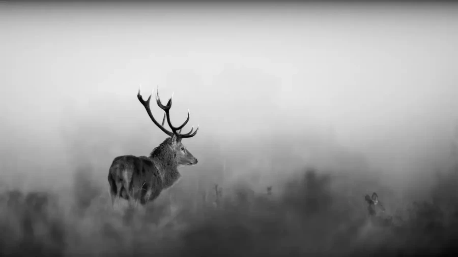 008 deer in the mist