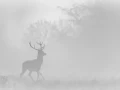 010 deer in the mist