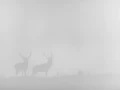 011 deer in the mist