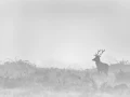 012 deer in the mist