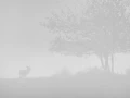 013 deer in the mist